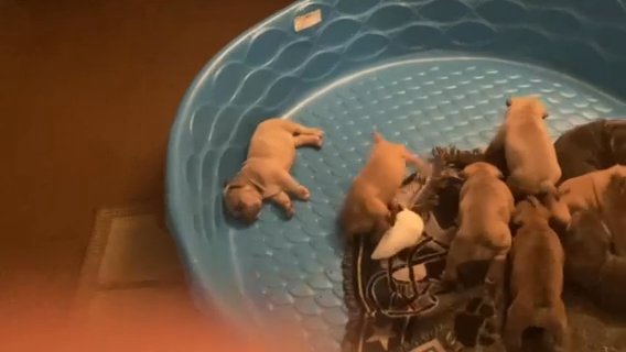 HBK/CRENSHAW PUPS AVAILABLE FOR SALE THE ( November 17) in Myrtle Beach, South Carolina