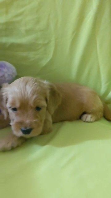 Goldie the Goldendoodle in Phoenix, Arizona