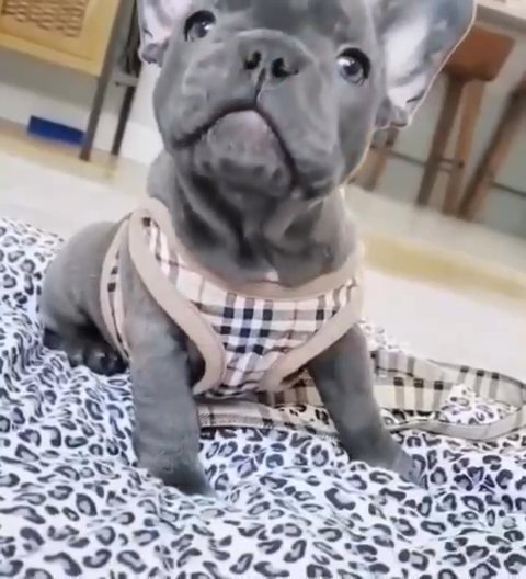 french bulldog puppies available for sale in New York City, New York