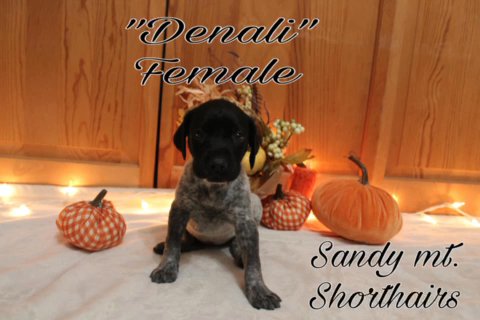 German Shorthair Pointer Puppies in Somerset (Township), Pennsylvania