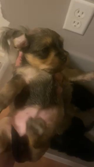 Puppy in New York City, New York