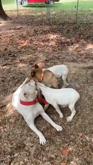 AKC female Belgian Malinois in Owensboro, Kentucky