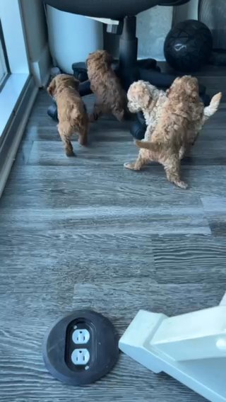 Adorable Poodle Puppies! (Charlotte, NC) in Charlotte, North Carolina