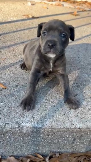 Baby Dog in New York City, New York