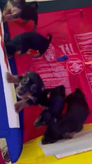 Puppies in Norfolk, Virginia