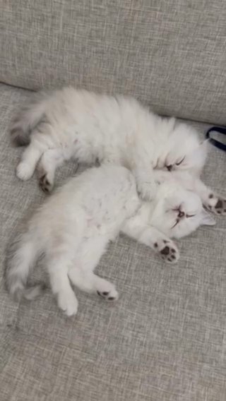 Scottish Fold Kittens in Largo, Florida