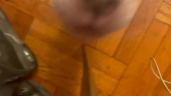 XL PITBULLS in New York City, New York