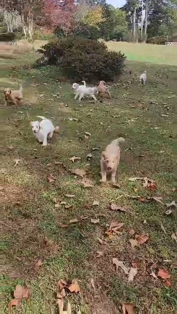 Mommy and pups in Milton, Georgia