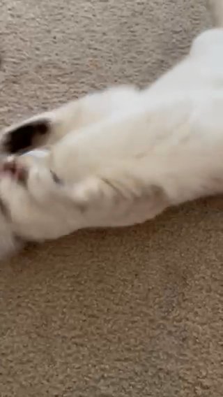 British shorthair Queen in New York City, New York