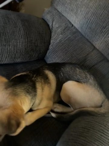 Looking For New Home For Dog in Tacoma, Washington