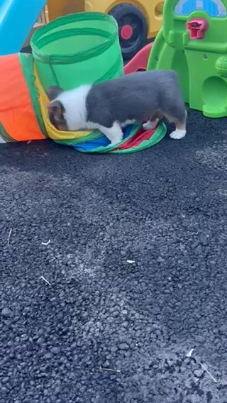 Male Bluie Pembroke Welsh Corgi in Ironton, Ohio