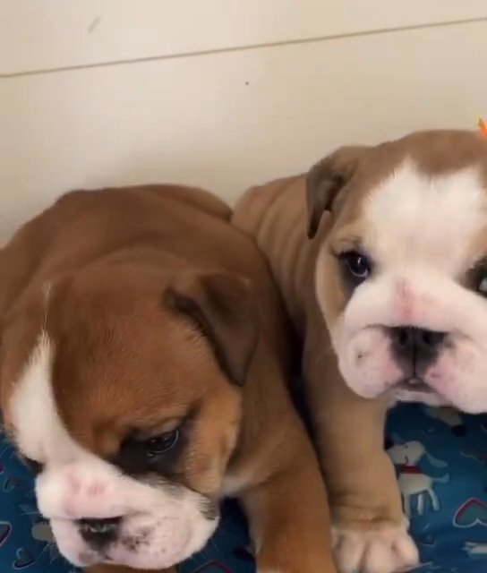 English bulldog puppies available for sale in New York City, New York