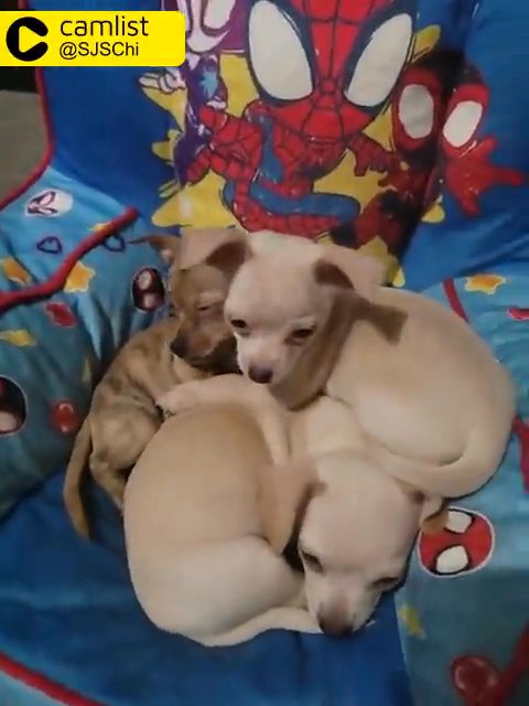 Chihuahua Puppies in Thornton, Colorado