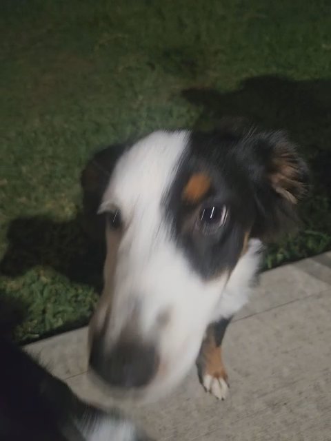 **Holiday Special Male Miniature Australian Shepherd- Spot in Spring, Texas