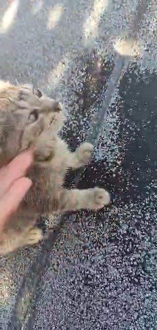 female Kitten for in Vero Beach, Florida
