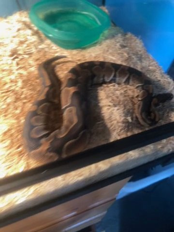 Ball Python in Paramount, California