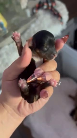 Baby yorkie Boy in Bel Air, Maryland