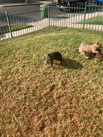 Top Tier frenchies in Phoenix, Arizona