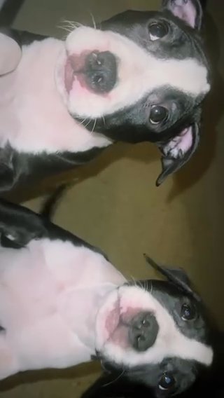 2 1/2 Month Old Girls For Sale in New York City, New York