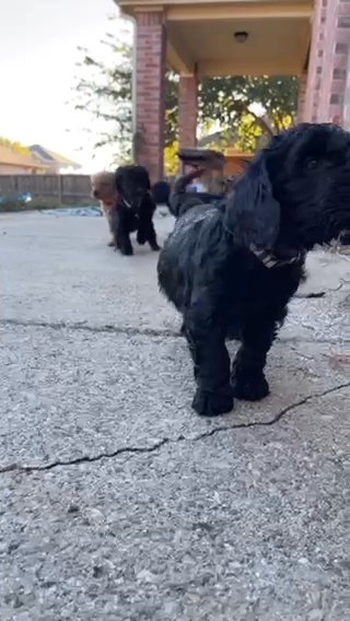 Half MINI Double Doodles ? in Denton, Texas