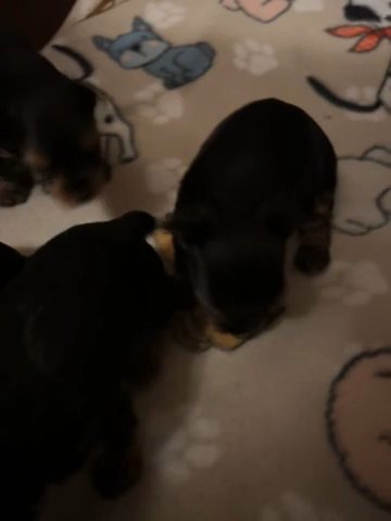 Traditional Yorkie Puppies in Knoxville, Tennessee