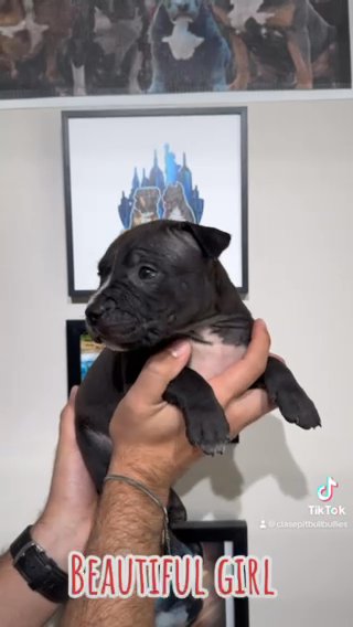 Black Female Puppy in Selden, New York