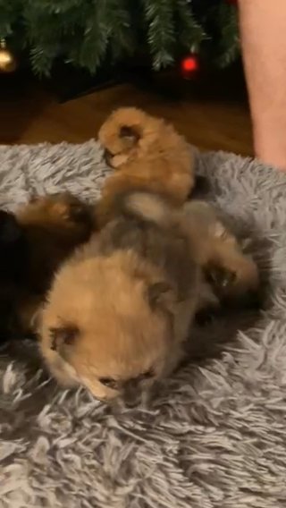 Pomeranian puppies in Marysville, Washington