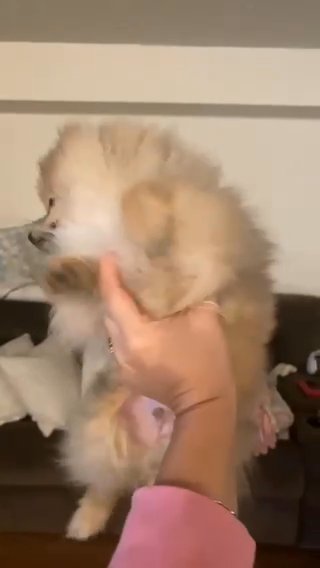 Male Pomeranian in Marysville, Washington