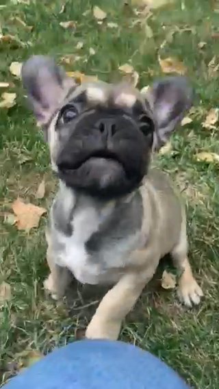 AKC French Bulldog in Macomb, Illinois