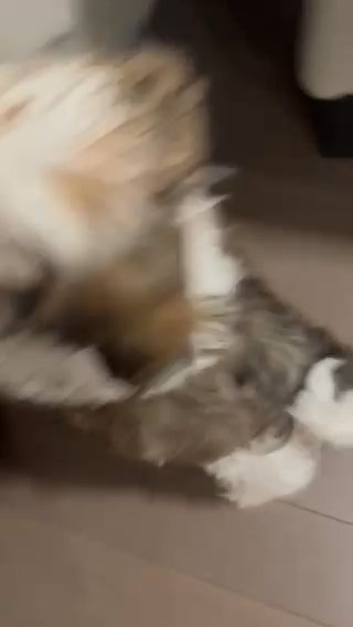 Selling My Shih Tzu Puppy in Brooklyn, New York