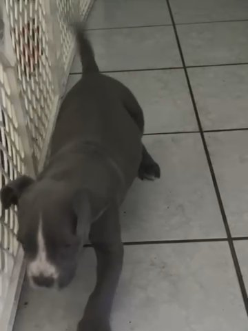 Xxl/pocket Bully in Phoenix, Arizona
