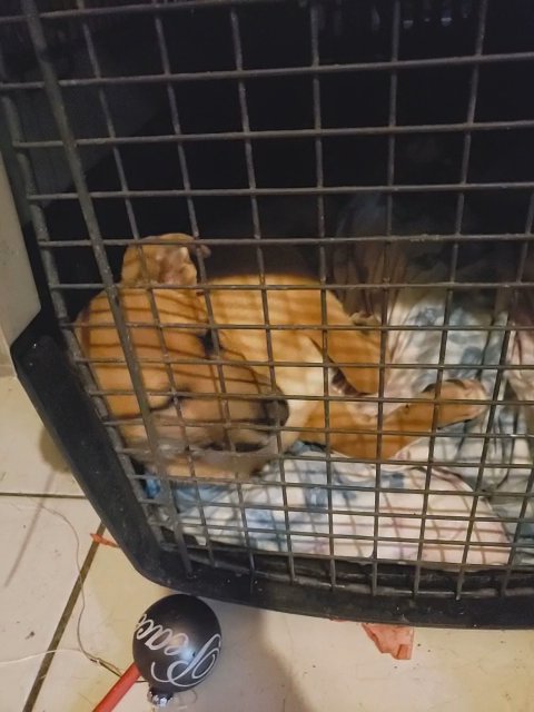 10 week old female in Windsor, California