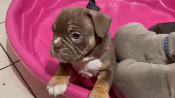 Beautiful Pocket bully in Albuquerque, New Mexico