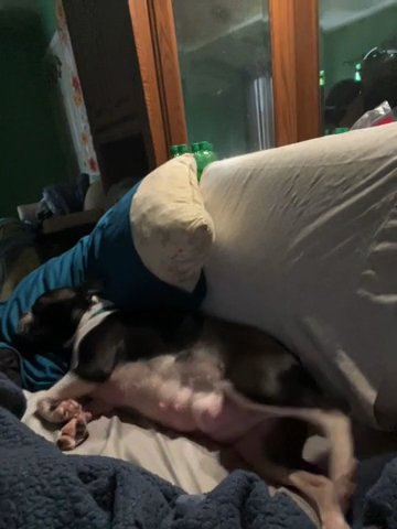 Boston Terrier Puppies in Flint, Michigan