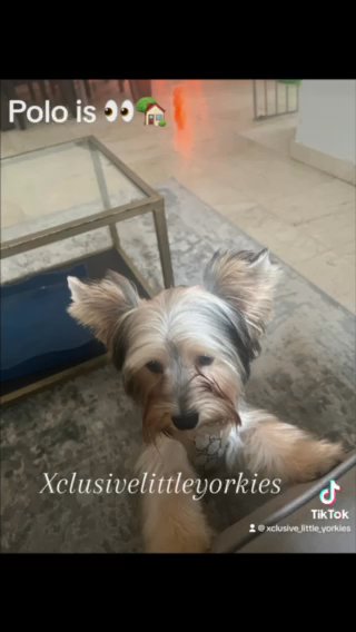 Small Yorkie in Country Club, Florida