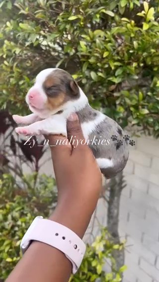Yorkie Boy/sold in North Lauderdale, Florida