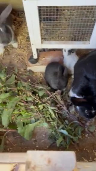 rabbits in Sikeston, Missouri