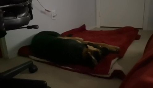 German Shepherd, NEED GONE ASAP! in Enterprise, Nevada