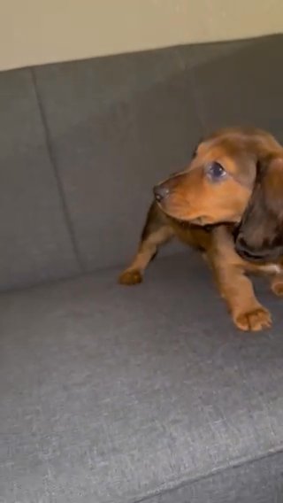 Dachshund Longhaired Dapple in Carlsbad, California