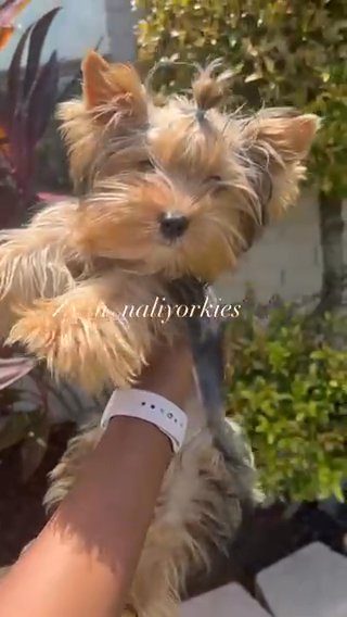Yorkie Boy/sold in North Lauderdale, Florida