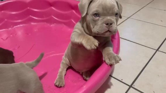 Male Lilac Tri Pocket Bully - has Papers in Albuquerque, New Mexico