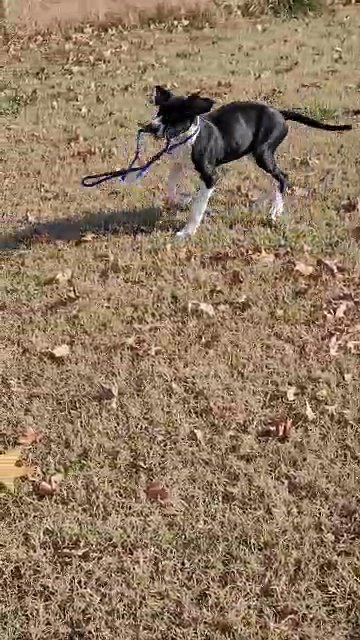 Great Dane Ready to Go home now in Sikeston, Missouri
