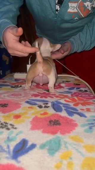 Nano bully in Covington, Kentucky