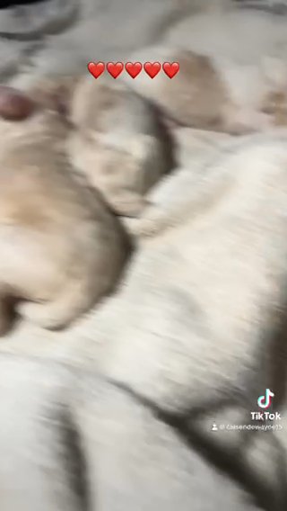 Golden doodles in McDonough, Georgia
