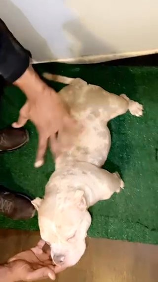 Chocolate Merle Female ‼️?? in Chicago, Illinois
