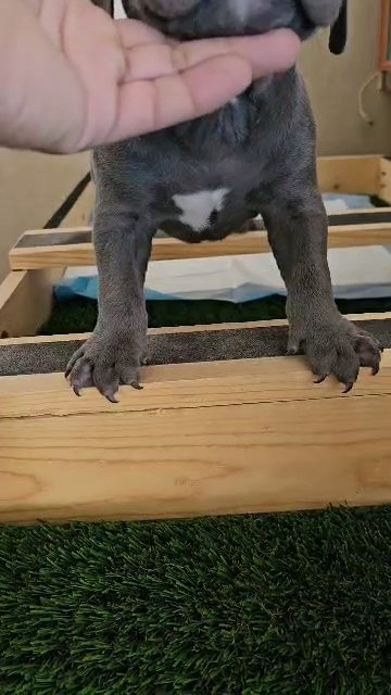 Pocket Bully in El Paso, Texas