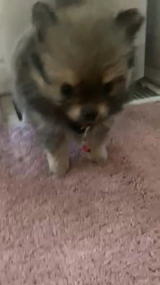 Toy Pomeranian in Provo, Utah