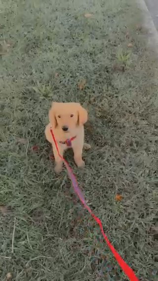 Golden Retriever in Washington, District of Columbia