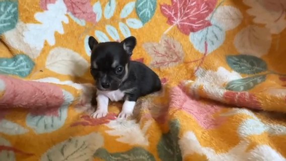 Male Chihuahua Puppies in Anderson Creek, North Carolina