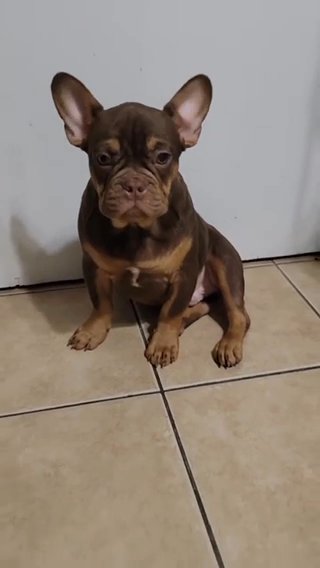 Rojo French Bulldog in Jersey City, New Jersey